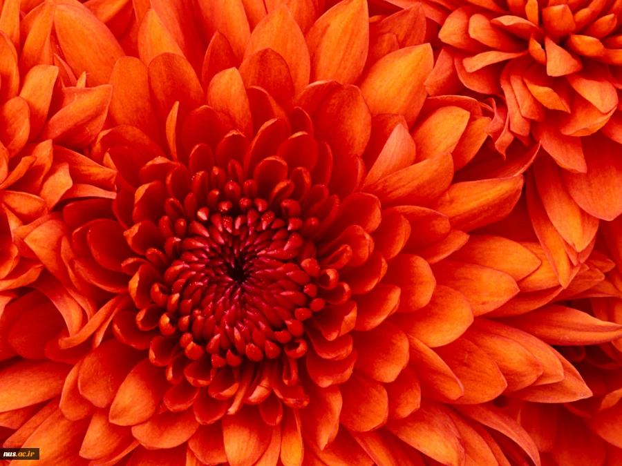 Chrysanthemum