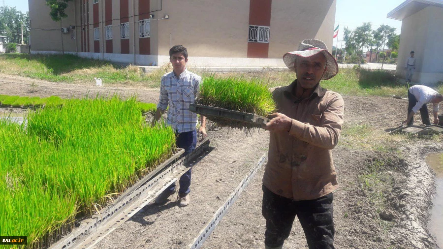 کشت مکانیزه برنج در آموزشکده کشاورزی ساری با محوریت اقتصاد مقاومتی و تولید کالای ایرانی