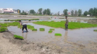 کشت مکانیزه برنج در آموزشکده کشاورزی ساری با محوریت اقتصاد مقاومتی و تولید کالای ایرانی