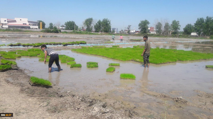 کشت مکانیزه برنج در آموزشکده کشاورزی ساری با محوریت اقتصاد مقاومتی و تولید کالای ایرانی