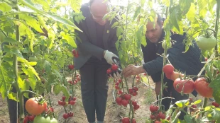 آغاز برداشت گوجه فرنگی از گلخانه آموزشکده فنی و کشاورزی مراغه با هدف درآمد زایی و آموزش عملی دانشجویان 3