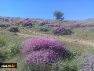 مدیر گروه معماری در زمینه تولید و پرورش زنبور عسل کارآفرینی نمود 4