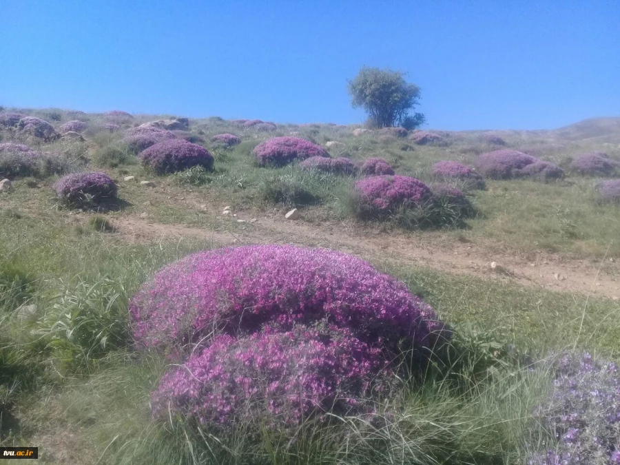 مدیر گروه معماری در زمینه تولید و پرورش زنبور عسل کارآفرینی نمود 4